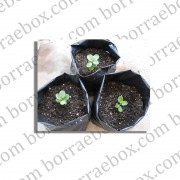 ถุงเพาะชำ 2